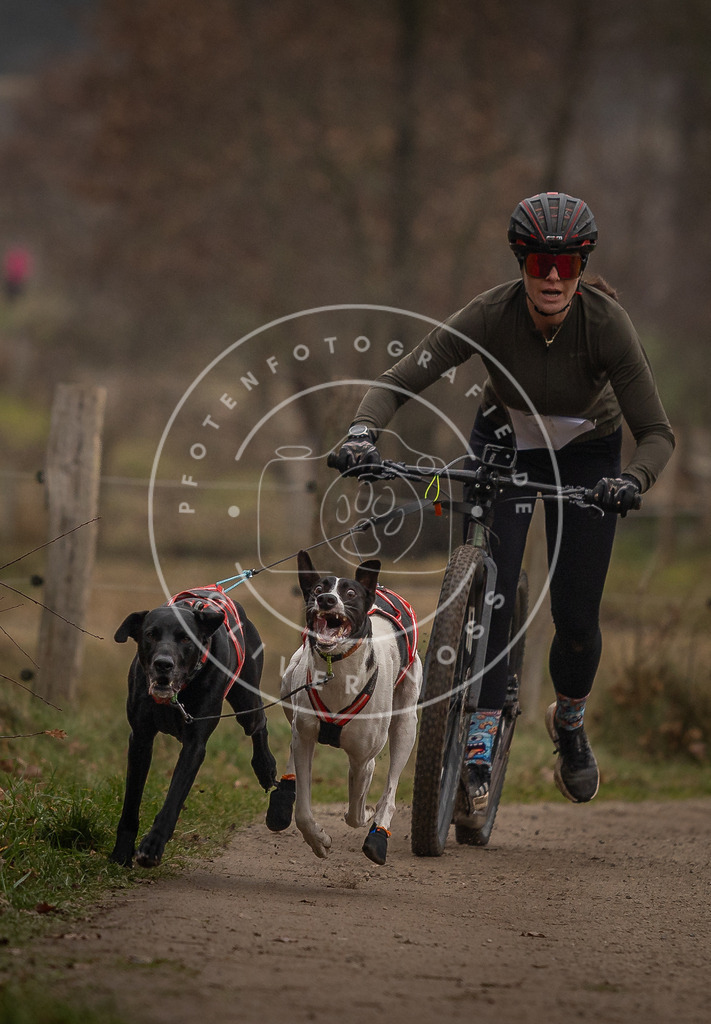Pfotenfotografie_DV3A3145 | Hundefotografie, Tierfotograf, Pfotenfotografie, Fotoshooting Hund, Hunde Portrait, Hundesport, Hundeportraits, Heideshooting, Hunde, Sportfotograf, Hundefotograf, Turnierhundsport, THS,  - Realisiert mit Pictrs.com