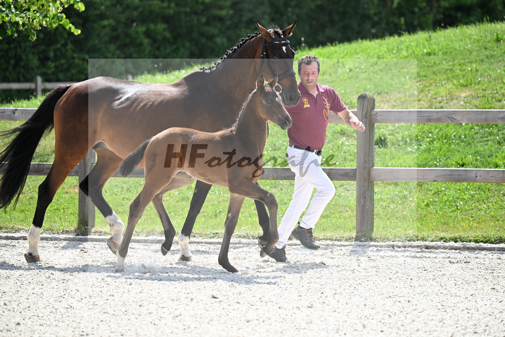 Kat-Nr. 43 Va Bene x De Niro_HF_Sommer_15251096 | hf-fotografie - Realisiert mit Pictrs.com