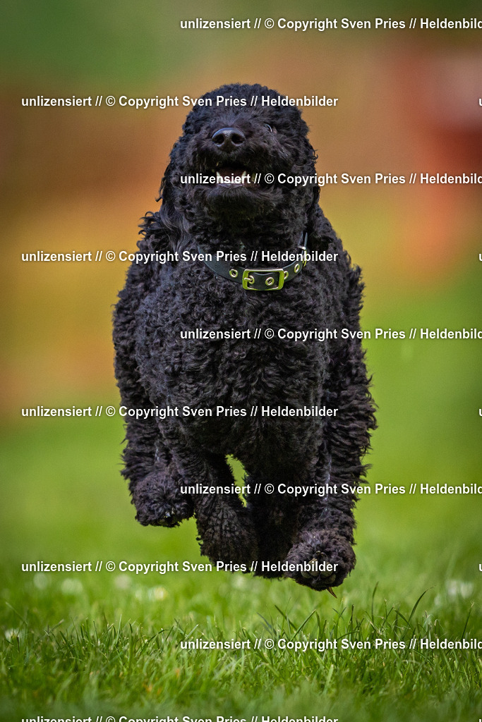 Sven Pries | 2025-04-13 - Hunderennen Baden-Baden - Realisiert mit Pictrs.com