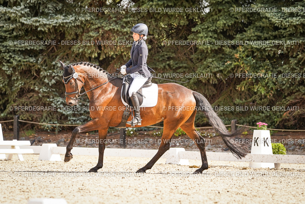 DSC00901 | Pferdegrafie