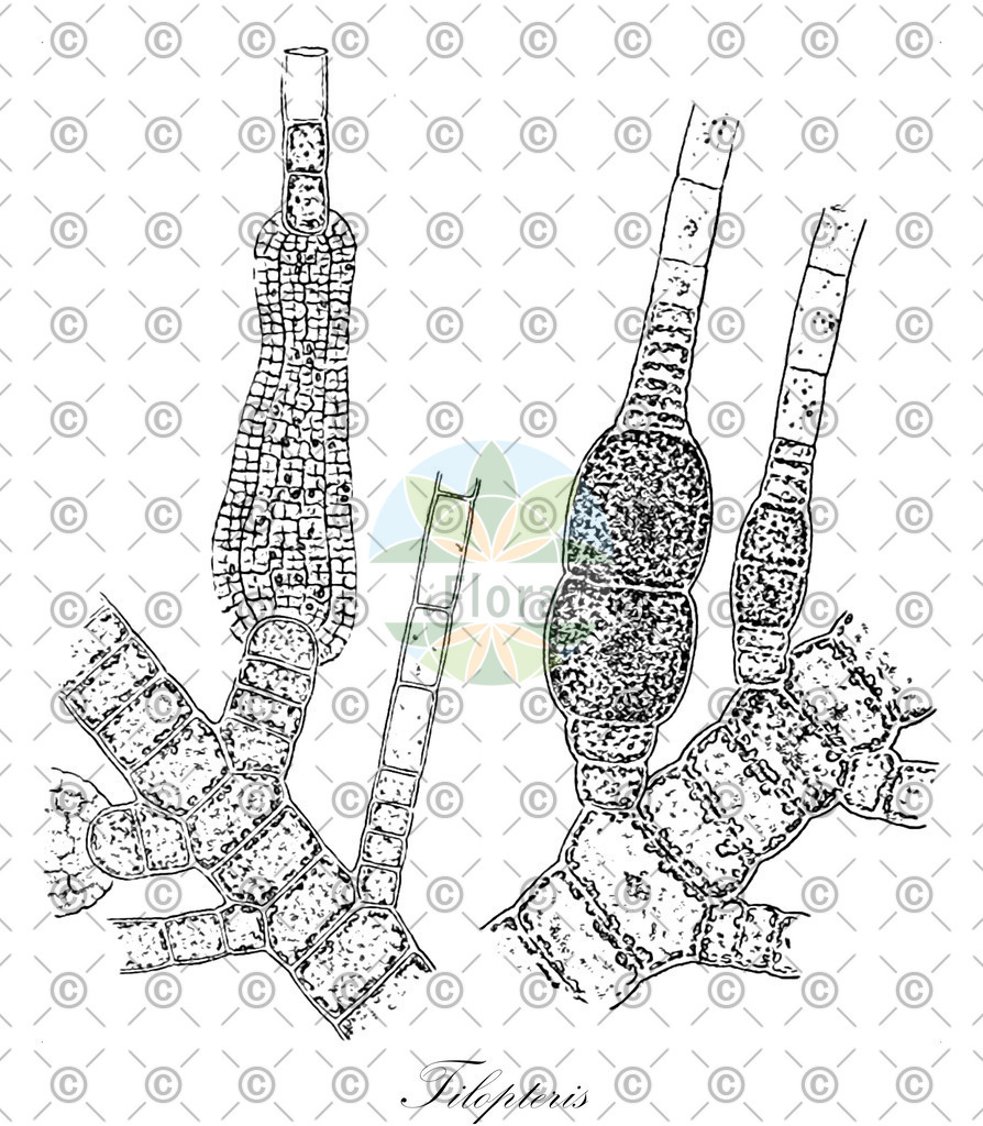 HistAbb_wfo-0001149991_3_ENZY_Simple | Historische Abbildung von Tilopteris - Tilopteridaceae (0) | Historical Illustration of Tilopteris - Tilopteridaceae (0)