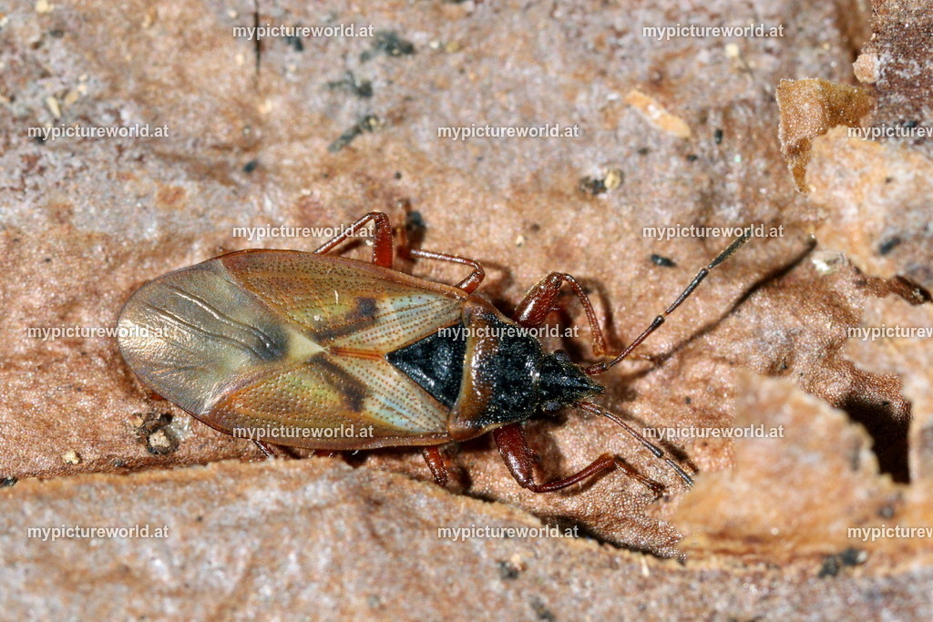 Gastrodes abietum-001 | Das Bilderarchiv über Tiere, Planzen und Landschaften. In der Bilddatenbank finden Sie ein große Auswahl an hochwertigen Bilder für Ihre Werbung - Realisiert mit Pictrs.com