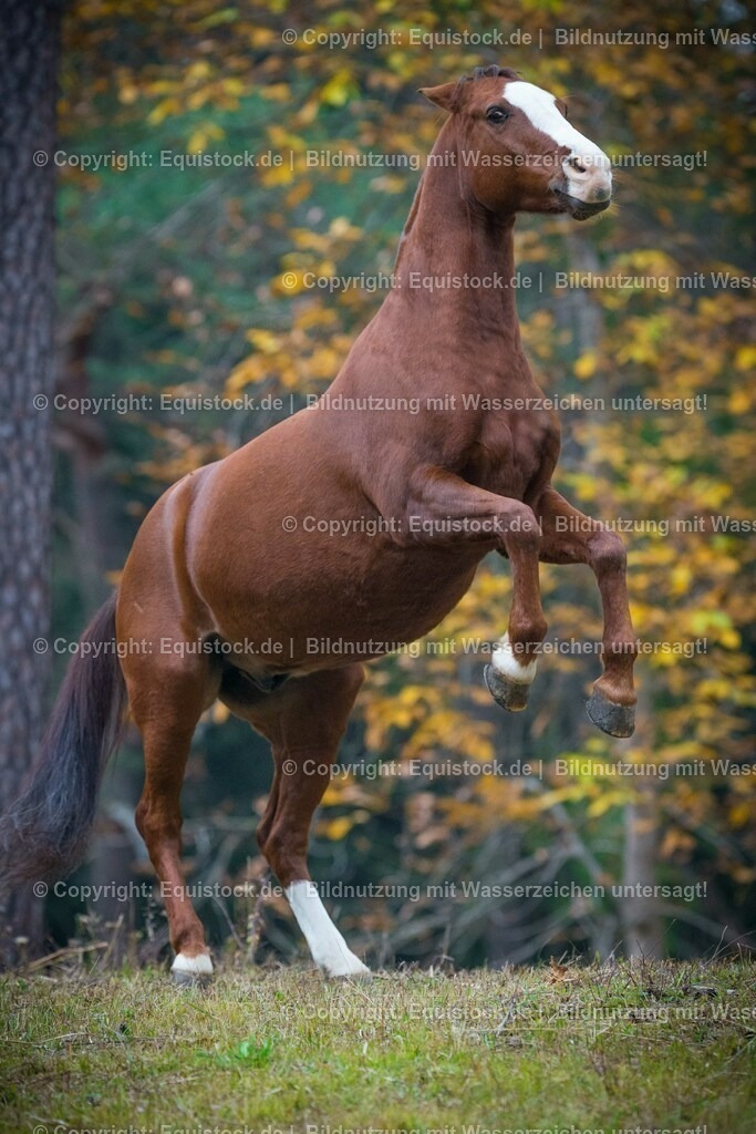 20151013_TOMsPiC_0291 | equistock