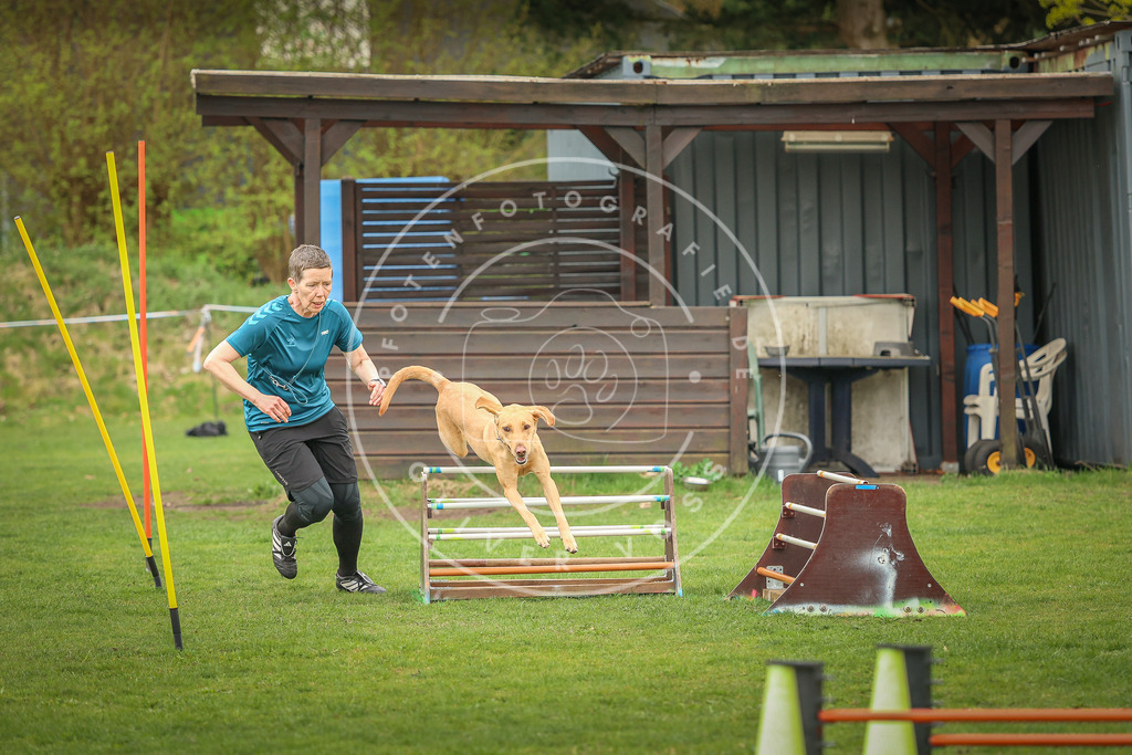 Pfotenfotografie_0L8A0548 | Hundefotografie, Tierfotograf, Pfotenfotografie, Fotoshooting Hund, Hunde Portrait, Hundesport, Hundeportraits, Heideshooting, Hunde, Sportfotograf, Hundefotograf, Turnierhundsport, THS,  - Realisiert mit Pictrs.com