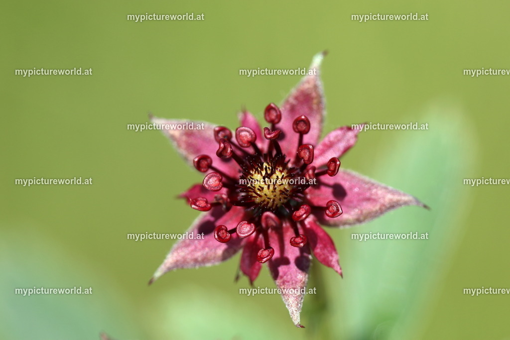 Sumpf-Blutauge-003 | Das Bilderarchiv über Tiere, Planzen und Landschaften. In der Bilddatenbank finden Sie ein große Auswahl an hochwertigen Bilder für Ihre Werbung - Realisiert mit Pictrs.com