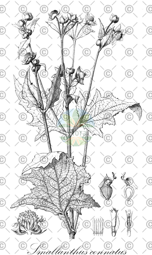 HistAbb_wfo-0001216517_1_ENZY_Simple | Historische Abbildung von Smallanthus connatus - Asteraceae | Historical Illustration of Smallanthus connatus - Asteraceae