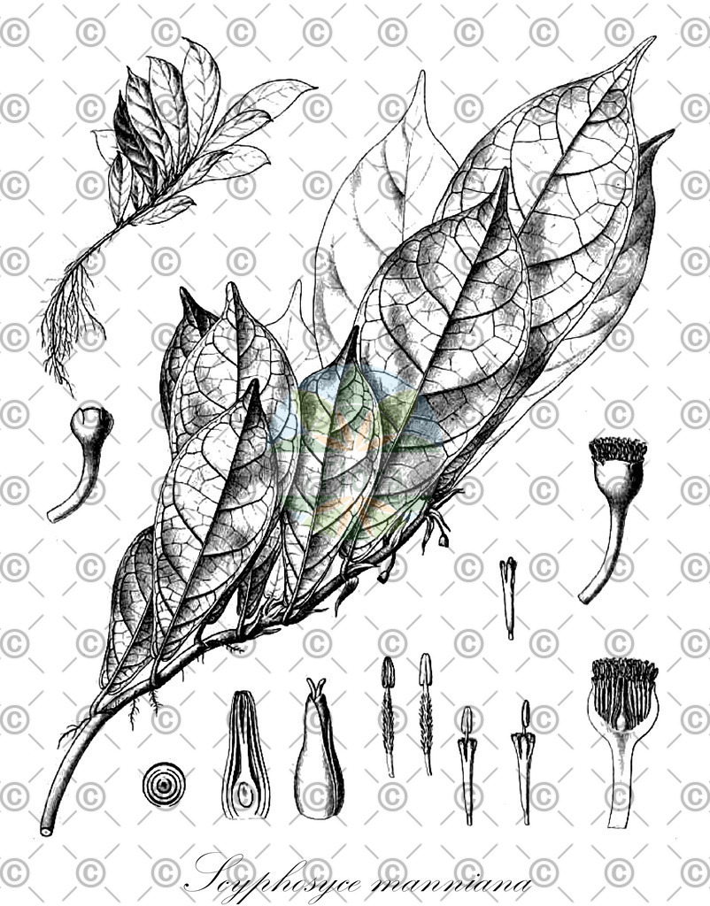 HistAbb_63SZQ_2_ENZY_Simple | Historische Abbildung von Scyphosyce manniana - Moraceae | Historical Illustration of Scyphosyce manniana - Moraceae