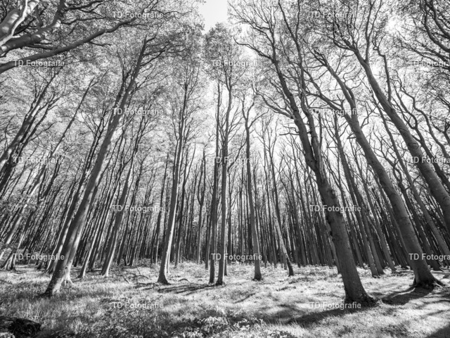 ostesse_natur-013746-2 | OLYMPUS DIGITAL CAMERA - Realisiert mit Pictrs.com