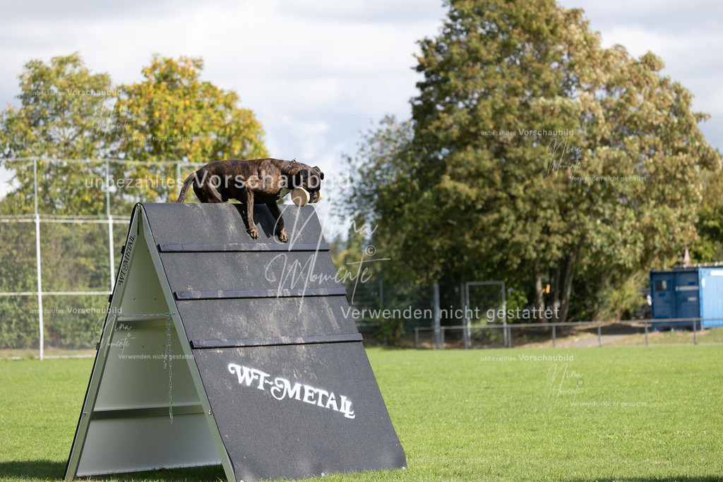 _16A6865 | Einzigartige Fotos von Hunden & Menschen –Actionfotos, Portraits, Vereinsaufnahmen & Paarshootings – authentisch, lebendig & mit Herz.