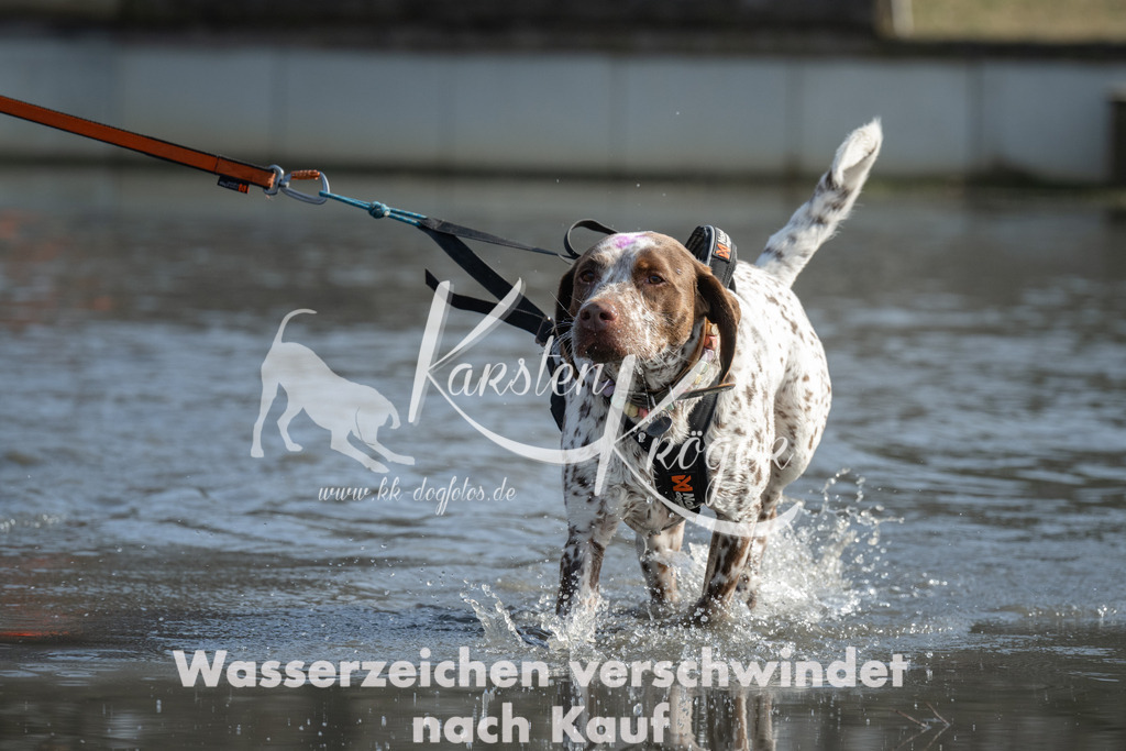 1253_ZZ92420 | kk-dogfotos