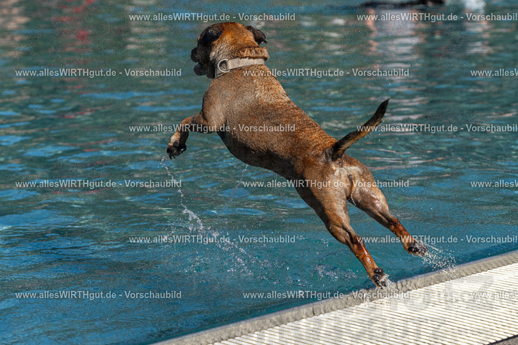 Hundeschwimmen_Volksbad_2026-allesWIRTHgut_Tierfotografie-2609061147-FAY06317 | Professionelle Tierfotografie in Mönchengladbach von Daniel Wirth (allesWIRTHgut). Liebevolle & natürliche Bilder von Hunden & Katzen für unvergessliche Erinnerungen.