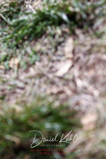 DKP41229 | Turniersportfotografie; Pferdefotografie; Dressurfotografie