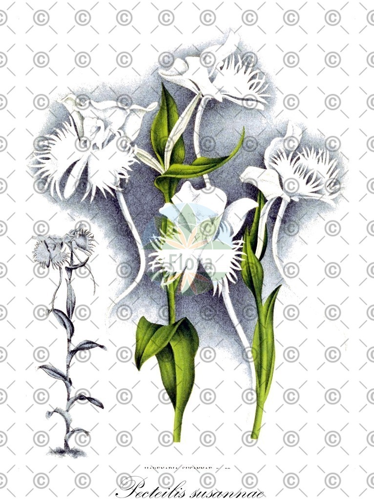 HistAbb_wfo-0000001101_1_ENZY_Simple | Historische Abbildung von Pecteilis susannae - Orchidaceae | Historical Illustration of Pecteilis susannae - Orchidaceae
