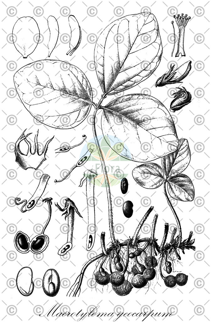 HistAbb_wfo-0000232785_1_ENZY_Simple | Historische Abbildung von Macrotyloma geocarpum - Fabaceae | Historical Illustration of Macrotyloma geocarpum - Fabaceae