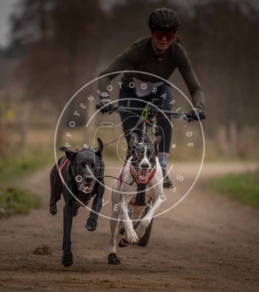 Pfotenfotografie_DV3A3170 | Hundefotografie, Tierfotograf, Pfotenfotografie, Fotoshooting Hund, Hunde Portrait, Hundesport, Hundeportraits, Heideshooting, Hunde, Sportfotograf, Hundefotograf, Turnierhundsport, THS,  - Realisiert mit Pictrs.com