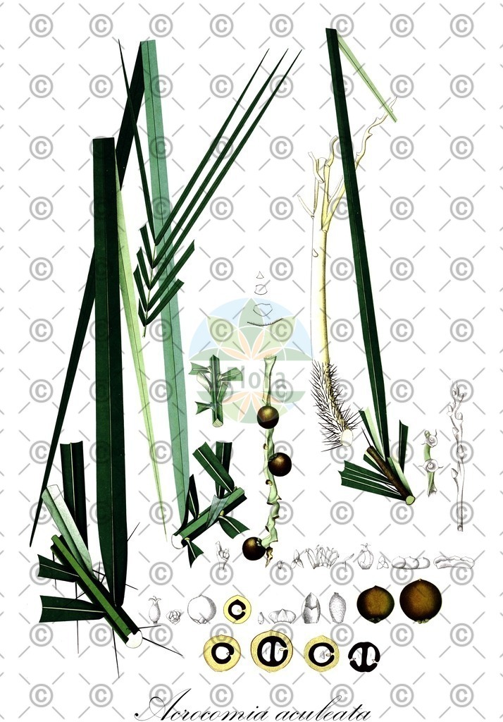 HistAbb_wfo-0000486739_2_ENZY_Simple | Historische Abbildung von Acrocomia aculeata - Arecaceae | Historical Illustration of Acrocomia aculeata - Arecaceae