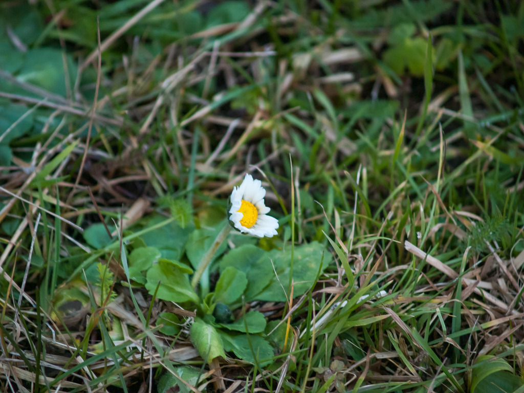 PSX_20230108_223202 | OLYMPUS DIGITAL CAMERA - Realisiert mit Pictrs.com