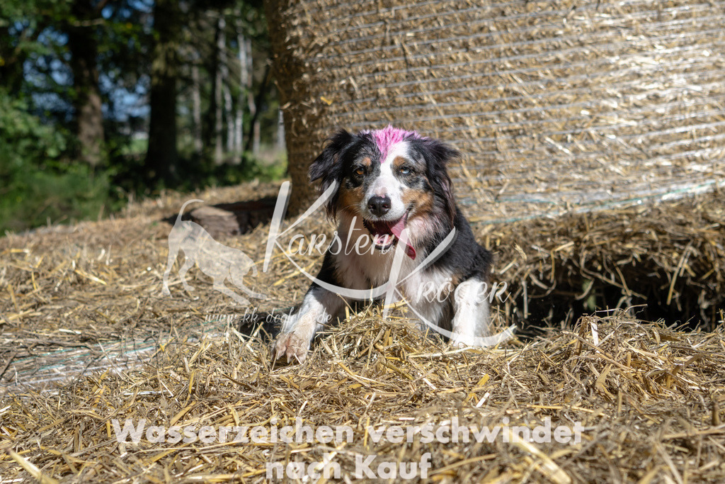 1217_ZZ91223-2 | kk-dogfotos
