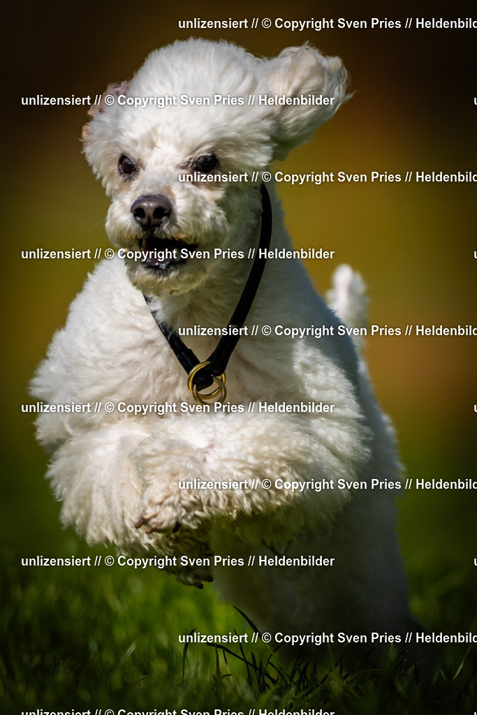 Sven Pries | 2025-04-13 - Hunderennen Baden-Baden - Realisiert mit Pictrs.com