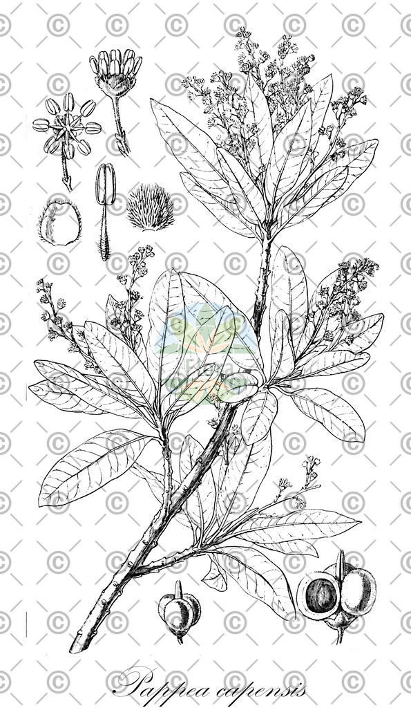 HistAbb_wfo-0000016321_1_ENZY_Simple | Historische Abbildung von Pappea capensis - Sapindaceae | Historical Illustration of Pappea capensis - Sapindaceae