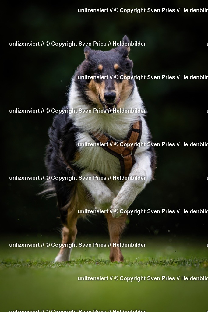 Sven Pries | 19. Allgemeines Hunderennen Karlsruhe Durlach - Realisiert mit Pictrs.com