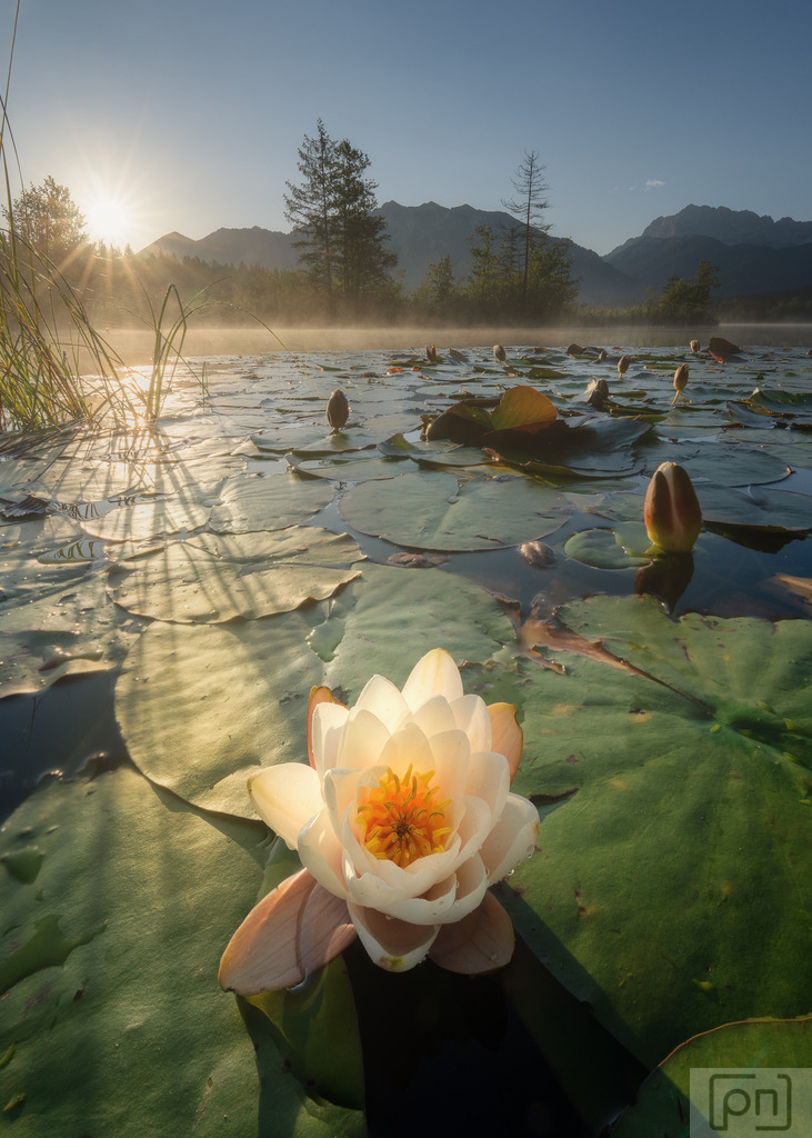 Nymphaea | Der Barmsee ist ein malerischer Bergsee in der Nähe von Garmisch-Partenkirchen in Bayern, Deutschland. 