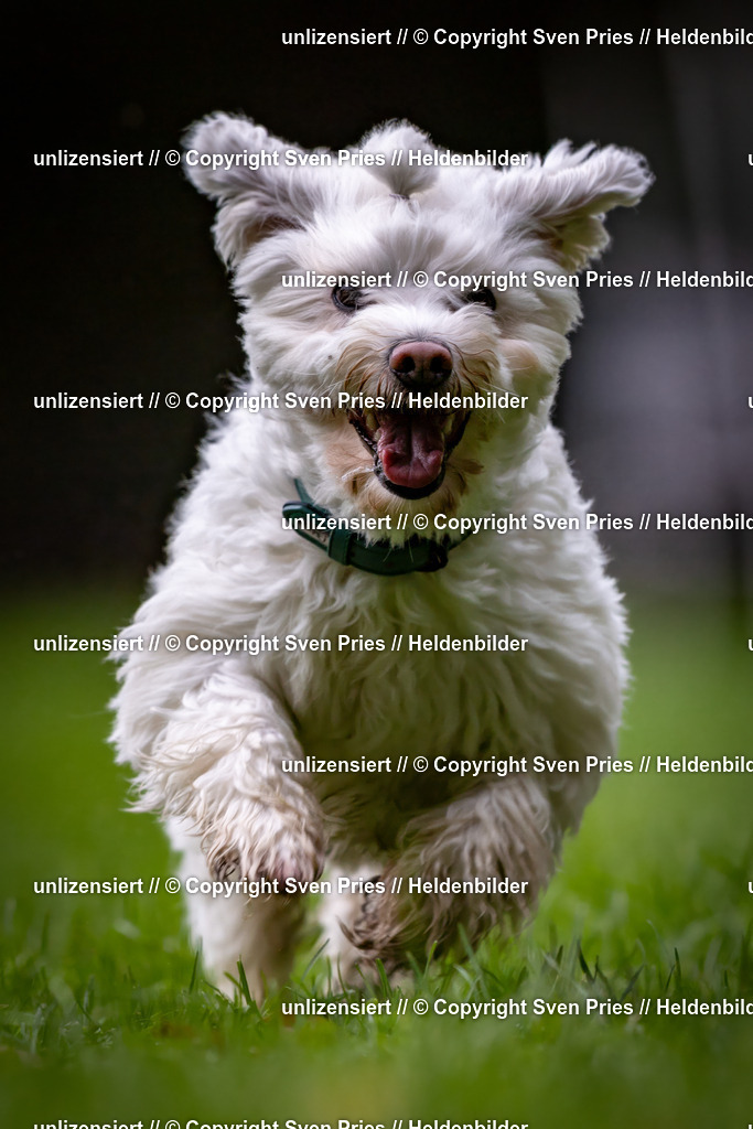 Sven Pries | 2024-10-19 - Hunderennen Ober-Grombach - Realisiert mit Pictrs.com