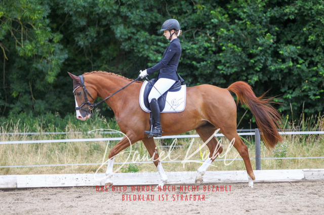 DKP46815 | Turniersportfotografie; Pferdefotografie; Dressurfotografie