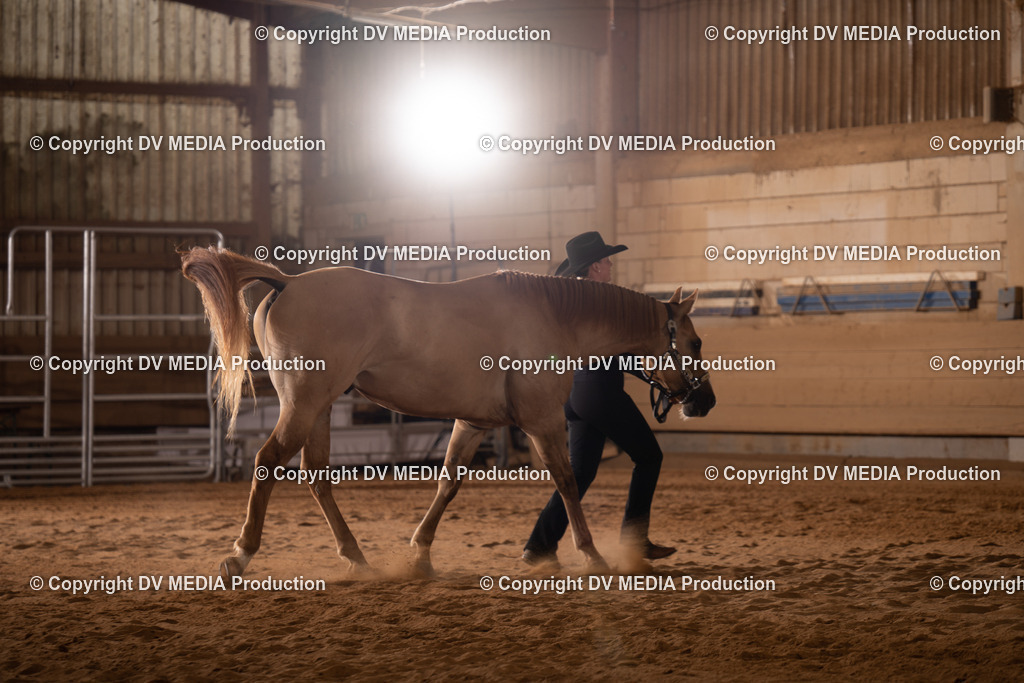 NID00145 | dv-media-shop - Realisiert mit Pictrs.com