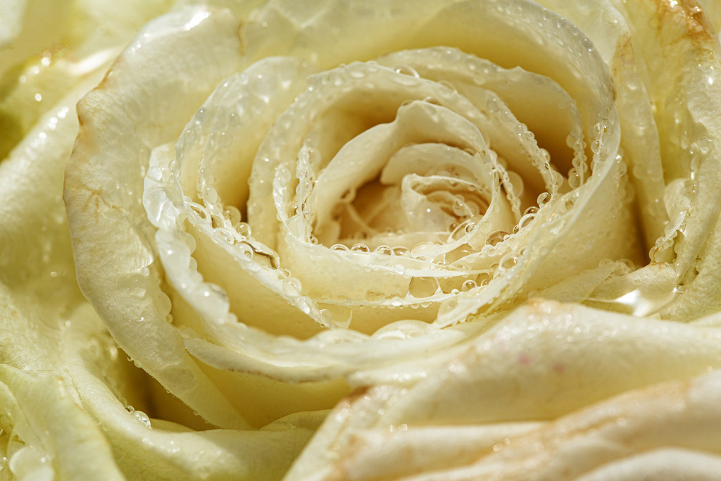 HochzeitRosen_A2_6900a | Teerose, Nahaufnahme aus einem Hochzeitsgebinde. 