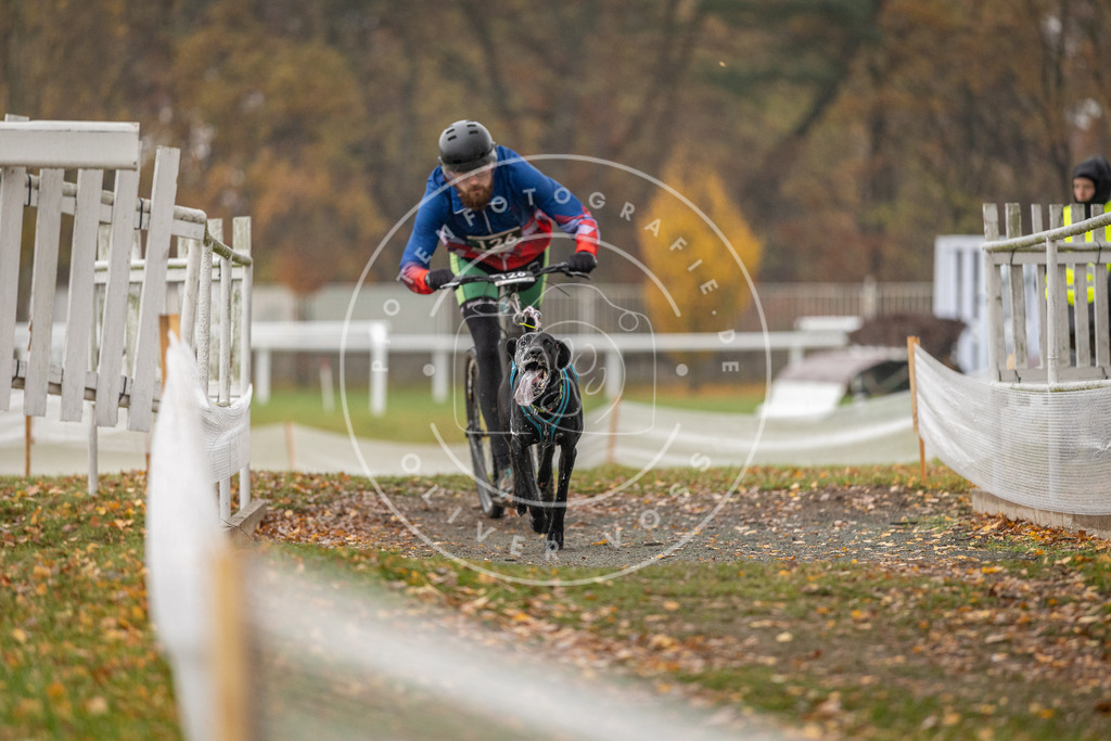 CaniXpix_DV3A8553 | Hundefotografie, Tierfotograf, Pfotenfotografie, Fotoshooting Hund, Hunde Portrait, Hundesport, Hundeportraits, Heideshooting, Hunde, Sportfotograf, Hundefotograf, Turnierhundsport, THS,  - Realisiert mit Pictrs.com