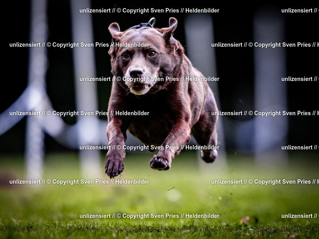 Sven Pries | 2025-10-03 - Hunderennen Obergrombach - Realisiert mit Pictrs.com
