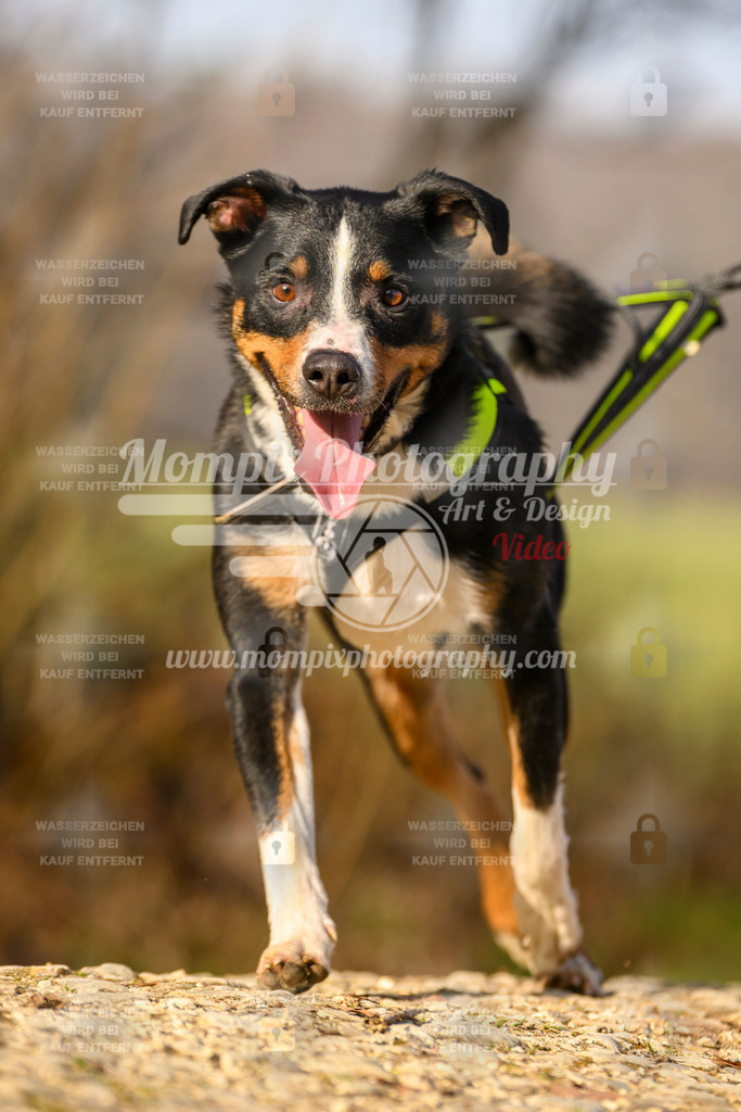 MompixPhotography_6ReiatRennen2026_SA_HappyDog-168 | PayLife