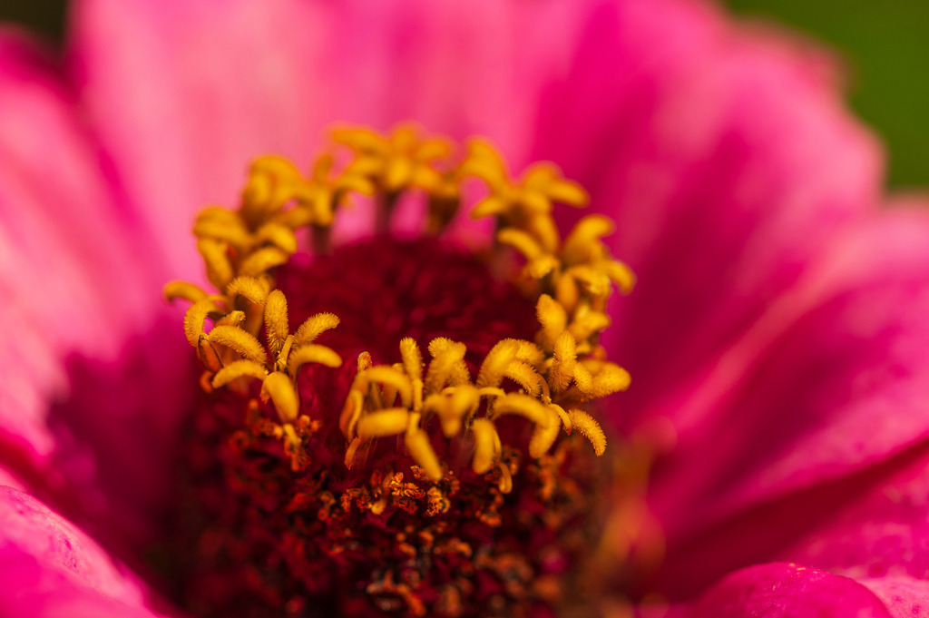 2023_08_13_HH-BOTANISCHER-GARTEN_MCP1510 | Hochwertig gedruckte Fotografien für die Wand, als Kalender und zum Verschenken. Hamburg & Norddeutschland und überall wo ich mit der Kamera unterwegs war.