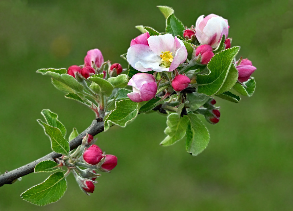 Apfelblüte04-1 | lucisnaturbilder - Realisiert mit Pictrs.com
