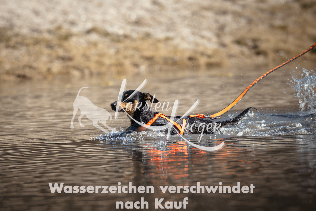 1157_ZZ97668 | kk-dogfotos