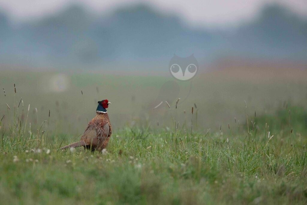 20170514061722 | Der Fasan ist eine Vogelart aus der Ordnung der Hühnervögel. Wie bei anderen Fasanenartigen fällt der Hahn durch sein farbenprächtiges Gefieder und seine deutlich längeren Schwanzfedern auf. Hennen zeigen eine bräunliche Tarnfärbung.  - Realisiert mit Pictrs.com