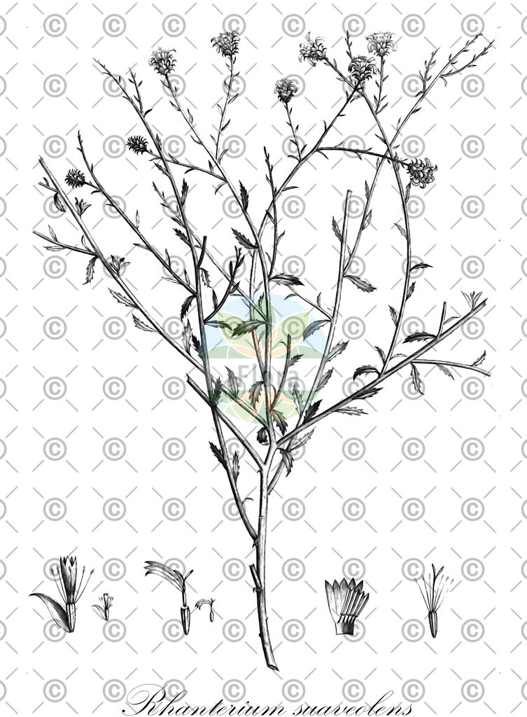 HistAbb_wfo-0001163835_1_ENZY_Simple | Historische Abbildung von Rhanterium suaveolens - Asteraceae | Historical Illustration of Rhanterium suaveolens - Asteraceae
