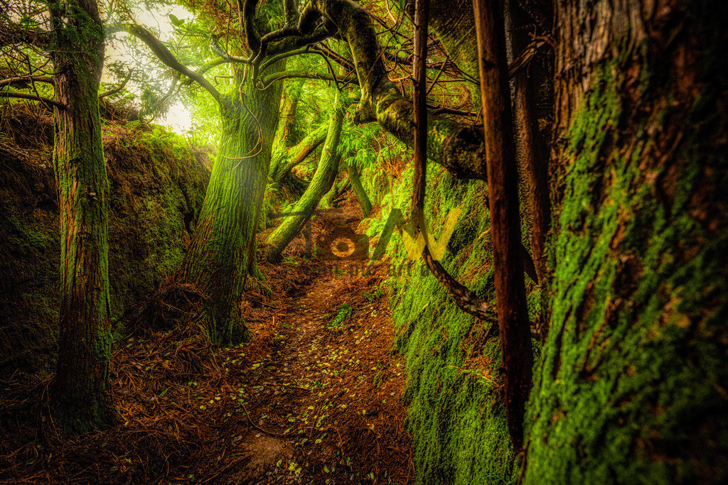 Ein mystischer Waldweg auf der Insel Terceira-Azoren-Moos-II | Durch den seitlichen Lichteinfall kommt das Moos auf dem herumliegenden Totholz sehr schön zur Geltung - Realisiert mit Pictrs.com