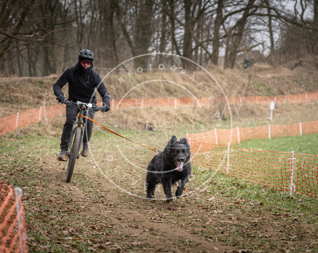 Pfotenfotografie_DV3A6204 | Hundefotografie, Tierfotograf, Pfotenfotografie, Fotoshooting Hund, Hunde Portrait, Hundesport, Hundeportraits, Heideshooting, Hunde, Sportfotograf, Hundefotograf, Turnierhundsport, THS,  - Realisiert mit Pictrs.com