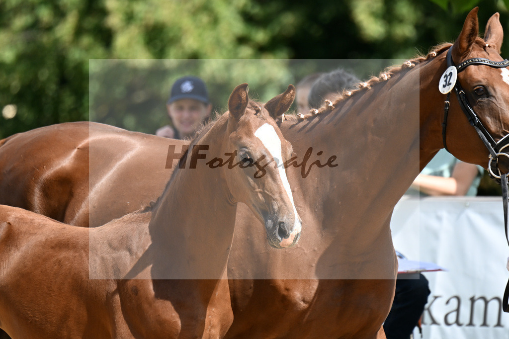 Kat-Nr. 32 Va Bene x De Niro_HF_Kornes_29250981 | hf-fotografie - Realisiert mit Pictrs.com