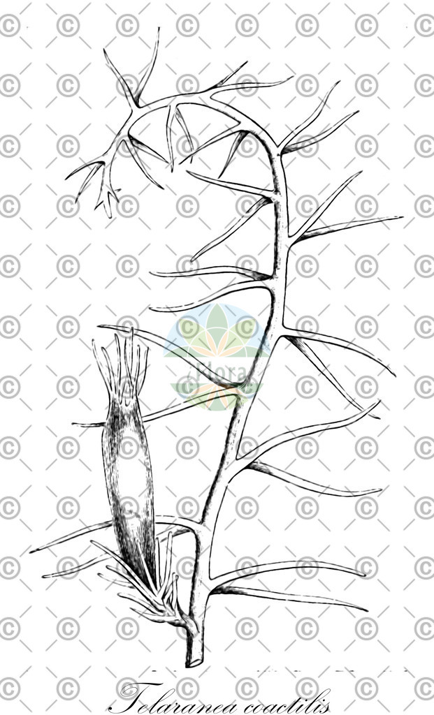 HistAbb_EMP_102484_4_SIMPLE | Historische Abbildung von Telaranea coactilis - Lepidoziaceae | Historical Illustration of Telaranea coactilis - Lepidoziaceae
