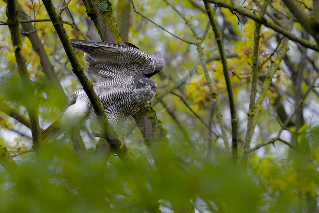 R5M21520_20260328 | Ein Habicht (Accipiter gentilis), vermutlich ein Weibchen, sitzt auf einem moosbewachsenen Ast in einem Baum. Das Gefieder des Vogels ist grau-weiß gebändert, und seine Augen sind leuchtend orange. Der Habicht blickt aufmerksam direkt in die Kamera. Die Umgebung ist von dichtem Laub in verschiedenen Grüntönen und einigen gelblichen Blüten oder Blättern geprägt, was auf eine Frühlings- oder Frühsommerszene hindeutet. - Realisiert mit Pictrs.com