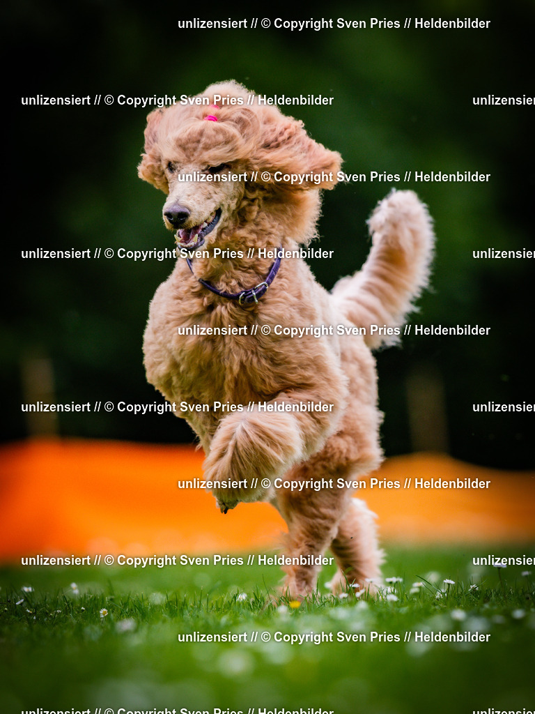 Sven Pries | 2025-05-29 - Pudelrennen KA-Durlach - Realisiert mit Pictrs.com