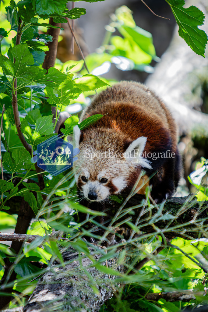 IMG_6551 | SportEventFotografie - Roman Stoiber