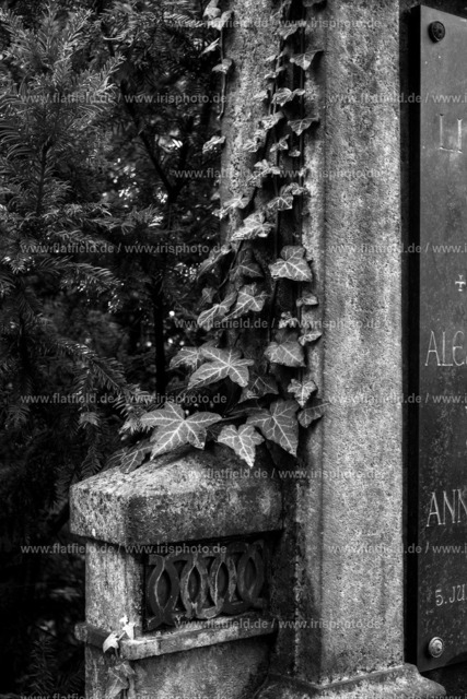 Grab auf dem Frankfurter Friedhof | Grab auf dem Frankfurter Zentralfriedhof