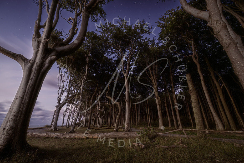 2023-07-26 Ostsee Nienhagen Gespensterwald 011 | Schwotte Media - Realisiert mit Pictrs.com