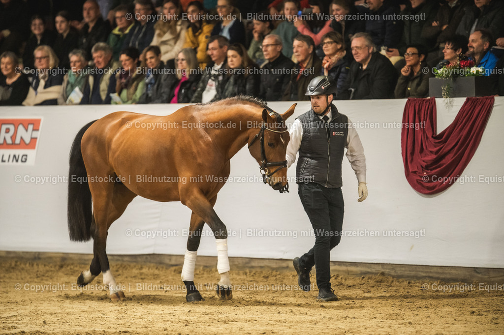 20240302_Hengstvorstellung_Marbach_TOMsPiC_0256 | equistock