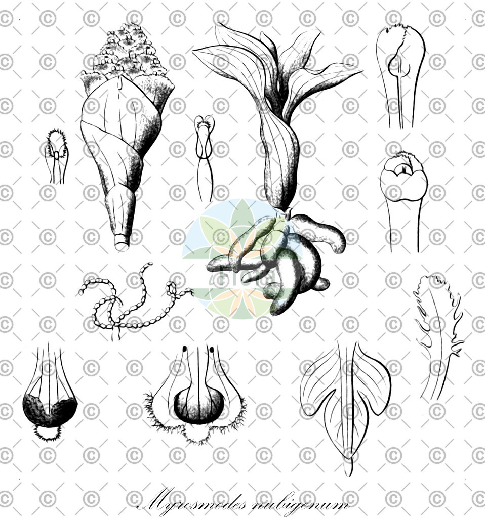 HistAbb_wfo-0000212074_1_ENZY_Simple | Historische Abbildung von Myrosmodes nubigenum - Orchidaceae | Historical Illustration of Myrosmodes nubigenum - Orchidaceae