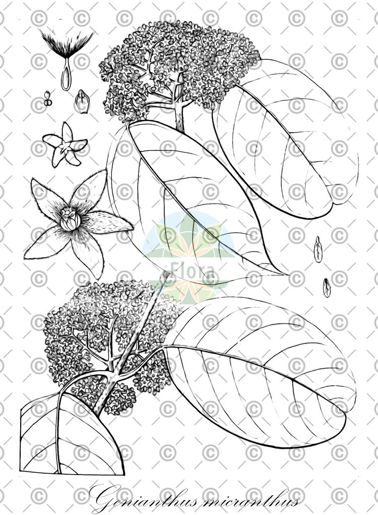 HistAbb_wfo-0000696286_1_ENZY_Simple | Historische Abbildung von Genianthus micranthus - Apocynaceae | Historical Illustration of Genianthus micranthus - Apocynaceae